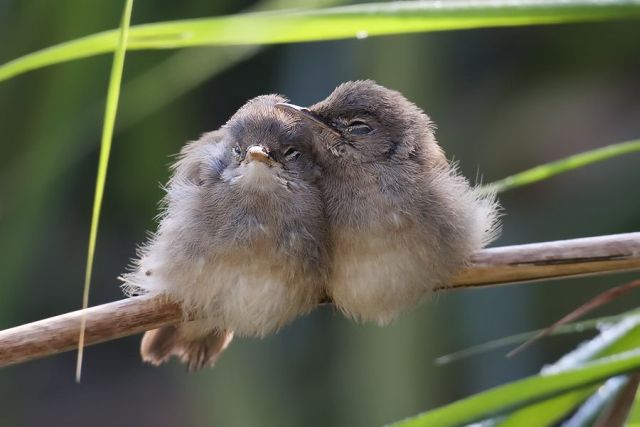 These funny animals (58 pics)