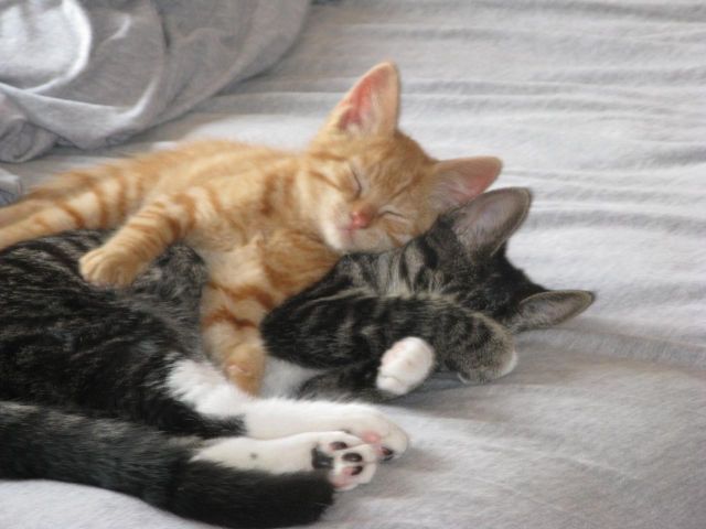 These funny animals (58 pics)