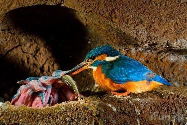 These funny animals (58 pics)