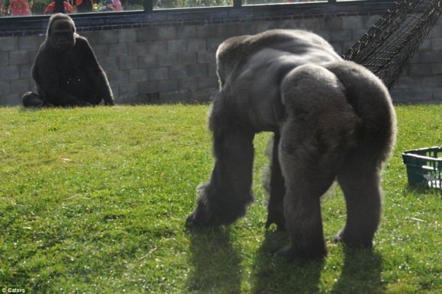 These funny animals (58 pics)