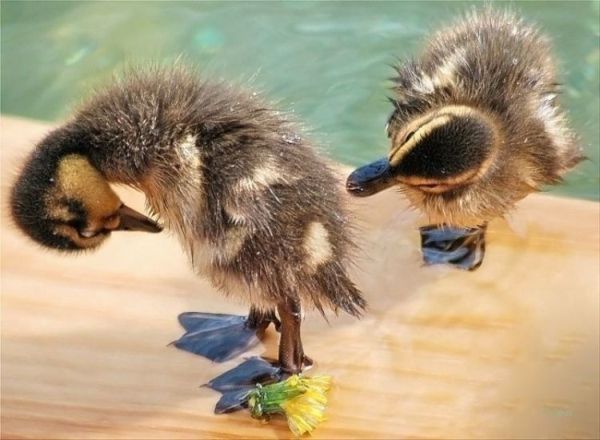 These funny animals (58 pics)