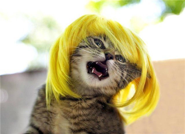These funny animals (58 pics)