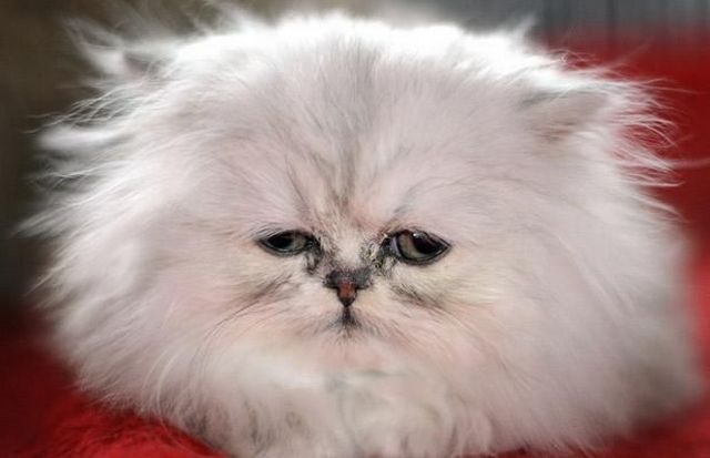These funny animals (58 pics)