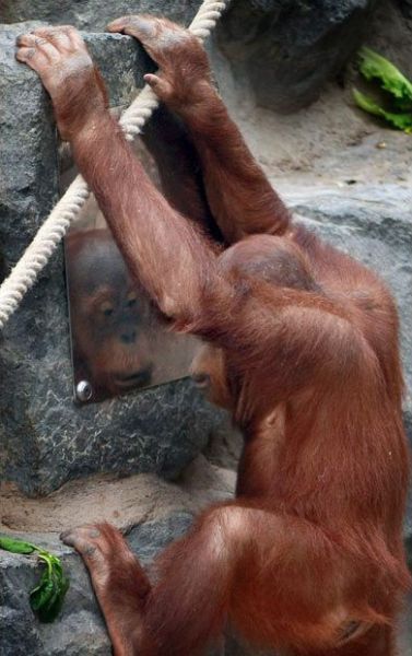 These funny animals (58 pics)