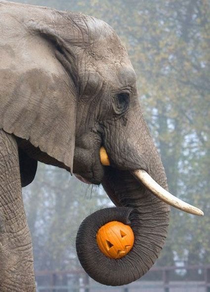 These funny animals (58 pics)