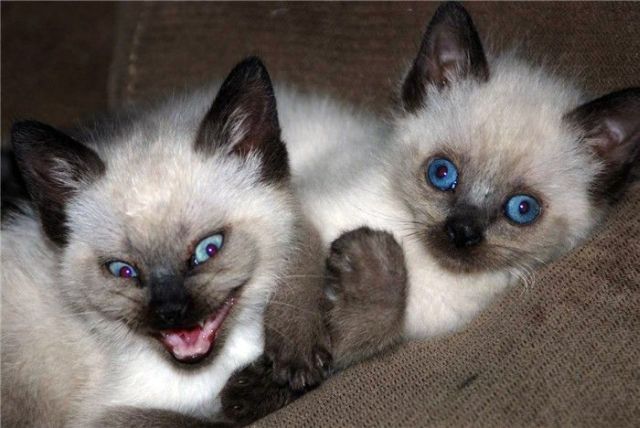 These funny animals (58 pics)