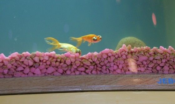 These funny animals (58 pics)