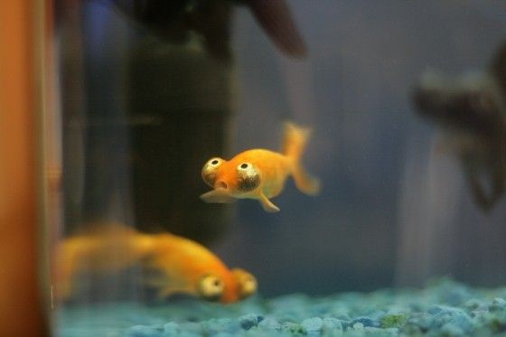 These funny animals (58 pics)