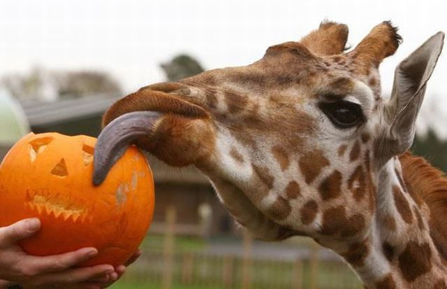 These funny animals (58 pics)