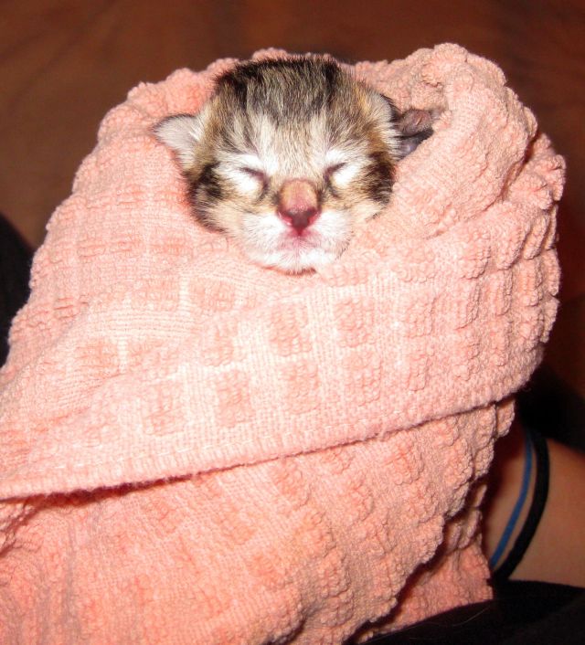 These funny animals (58 pics)