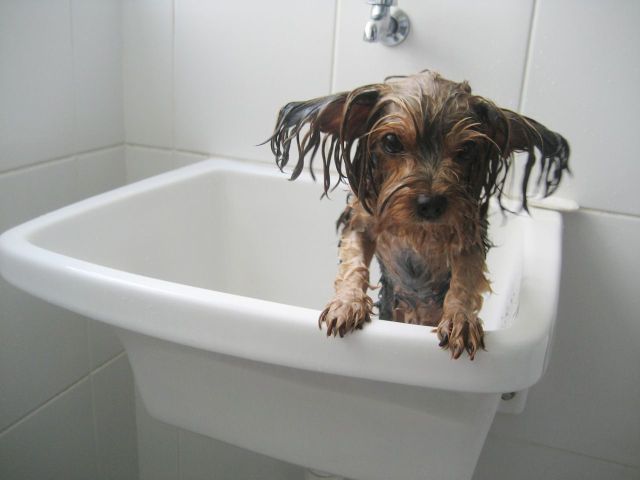 These funny animals (58 pics)