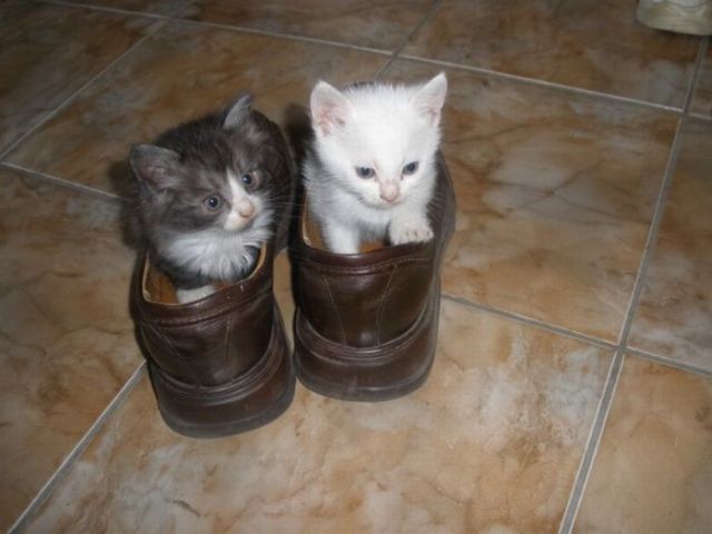These funny animals (58 pics)