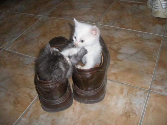 These funny animals (58 pics)