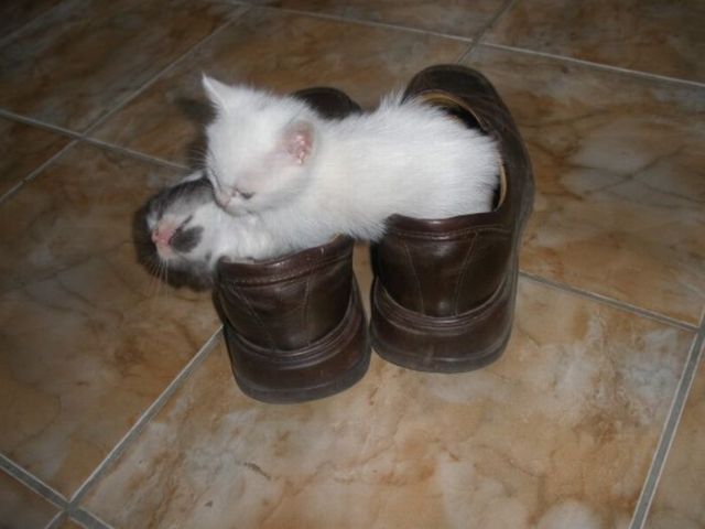 These funny animals (58 pics)
