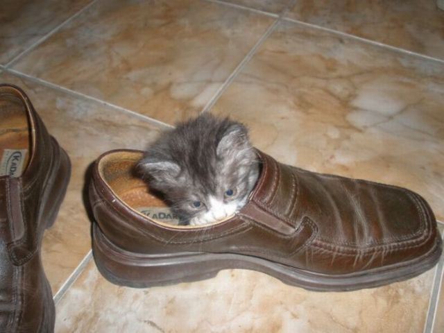 These funny animals (58 pics)