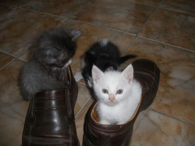 These funny animals (58 pics)
