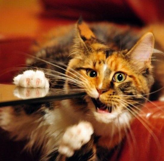 These funny animals (58 pics)