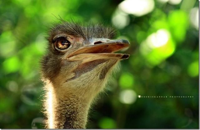 These funny animals (58 pics)