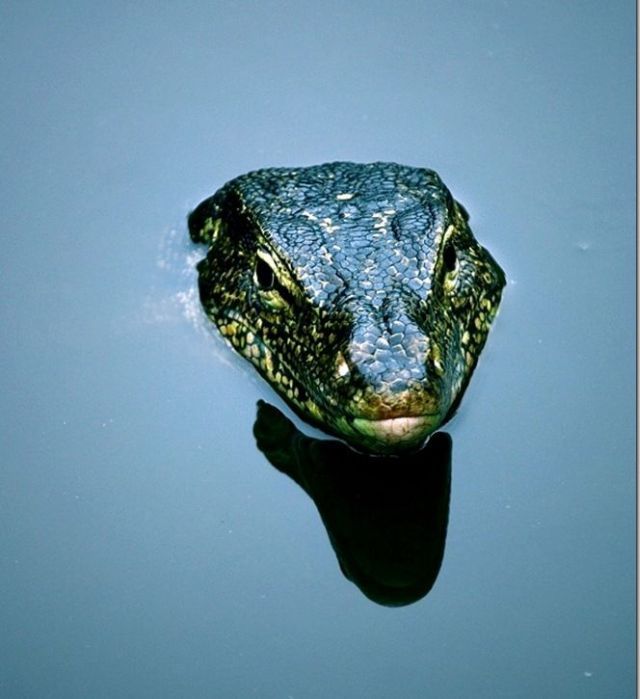 These funny animals (58 pics)