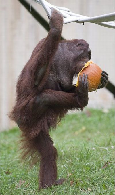 These funny animals (58 pics)
