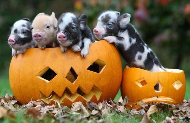 These funny animals (58 pics)