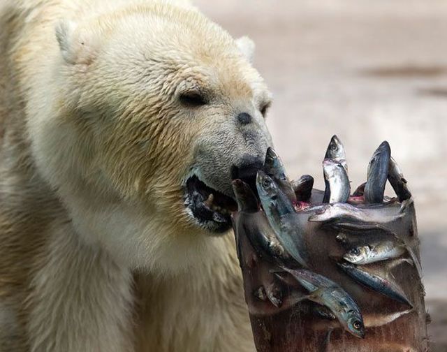 These funny animals (58 pics)
