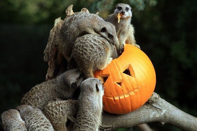 These funny animals (58 pics)