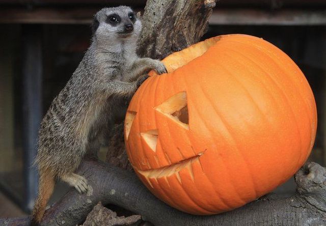 These funny animals (58 pics)