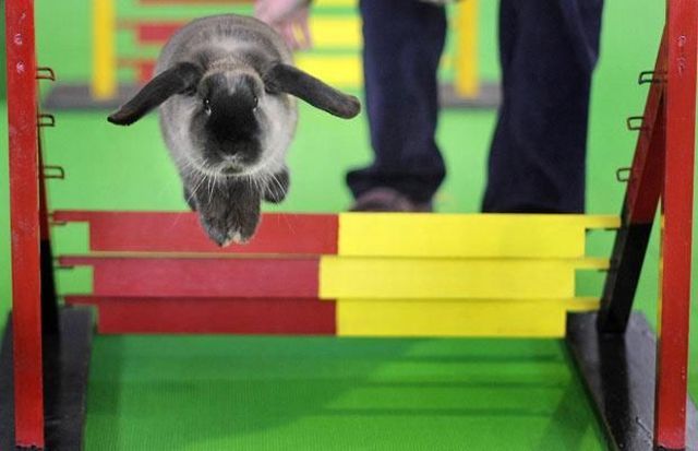 These funny animals (58 pics)