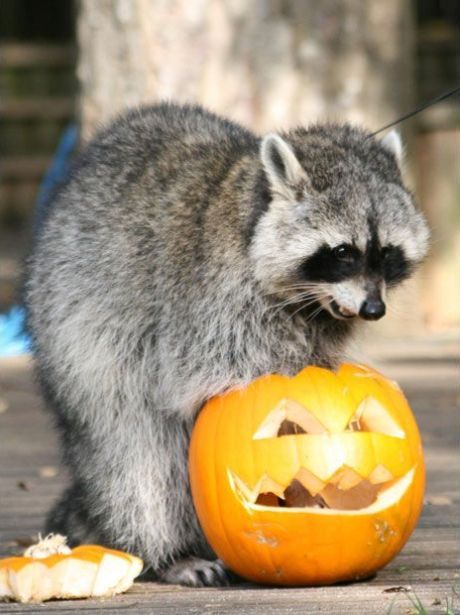 These funny animals (58 pics)