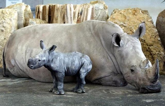 These funny animals (58 pics)