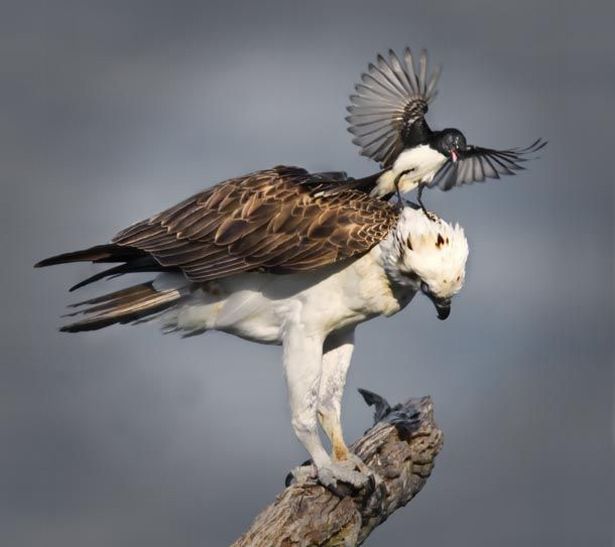 These funny animals (58 pics)
