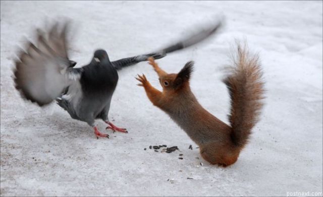 These funny animals (58 pics)