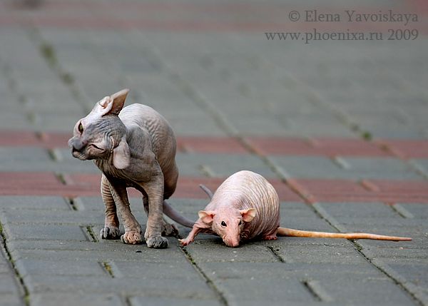 Funny and Unusual Friendship between 2 Hairless Creatures (12 pics)