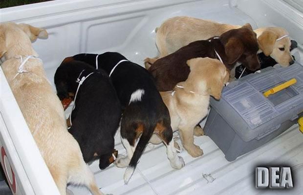 Where Smugglers Attempt to Transport Drugs (24 pics)