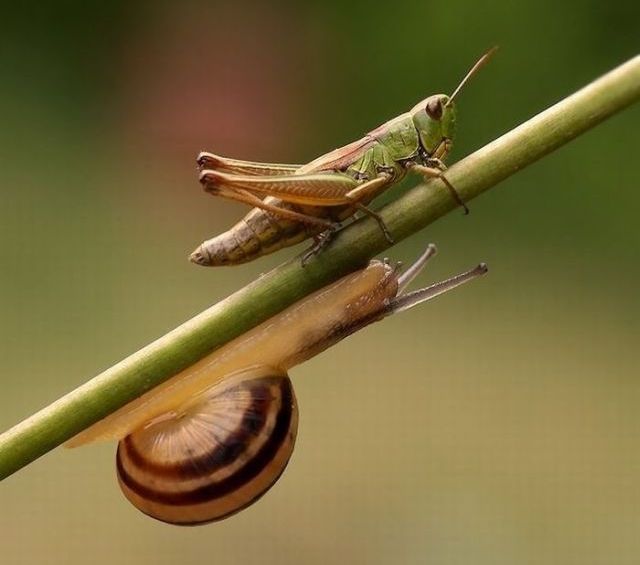 Great Macro Shots (39 pics)