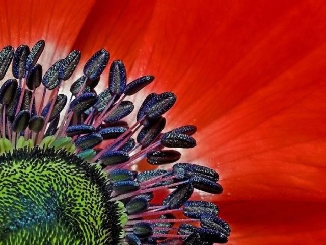 Great Macro Shots (39 pics)
