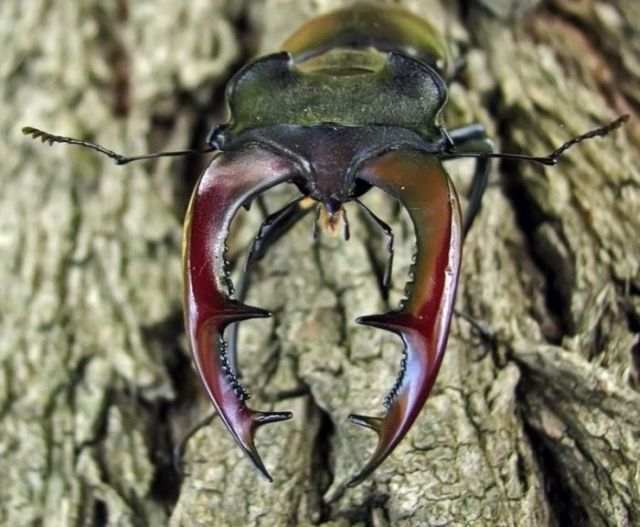 Great Macro Shots (39 pics)