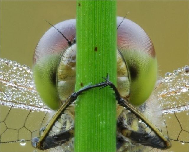 Great Macro Shots (39 pics)