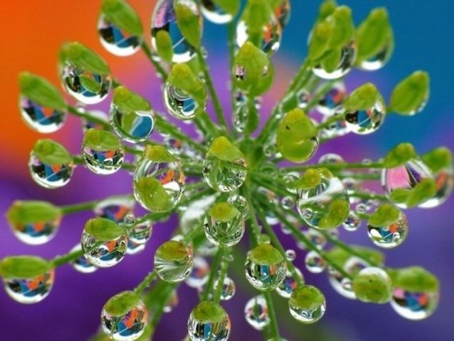 Great Macro Shots (39 pics)