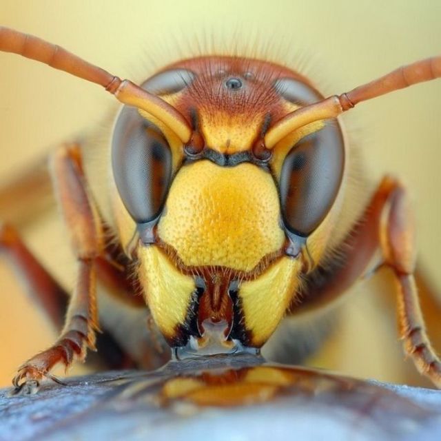 Great Macro Shots (39 pics)