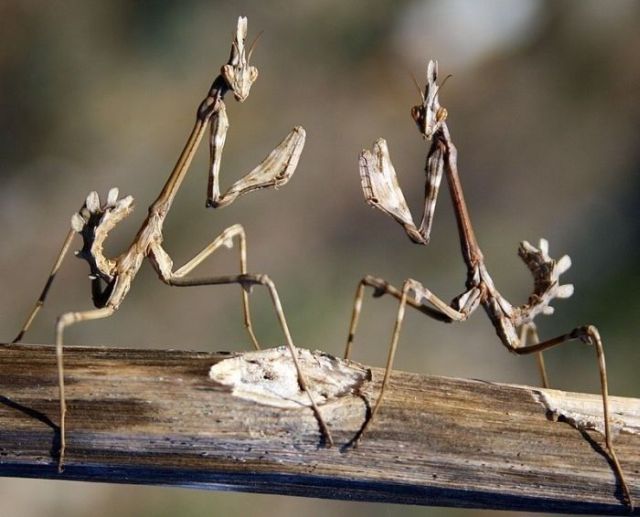 Great Macro Shots (39 pics)