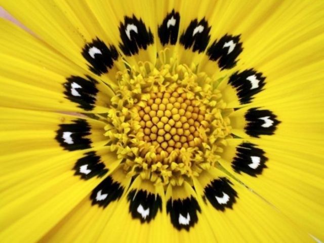 Great Macro Shots (39 pics)