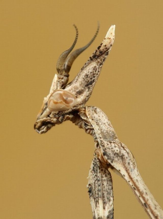 Great Macro Shots (39 pics)