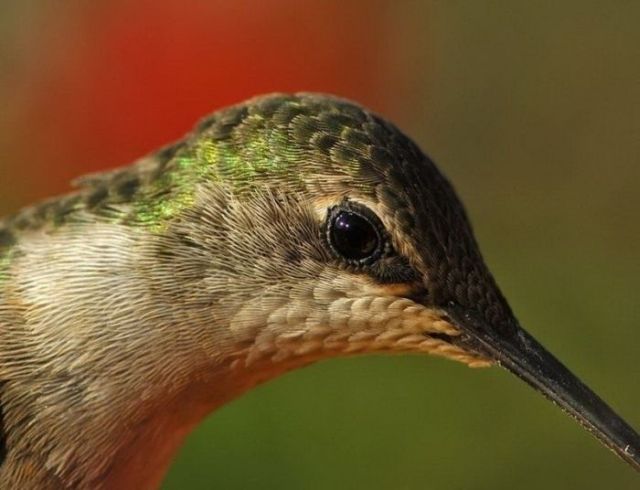 Great Macro Shots (39 pics)
