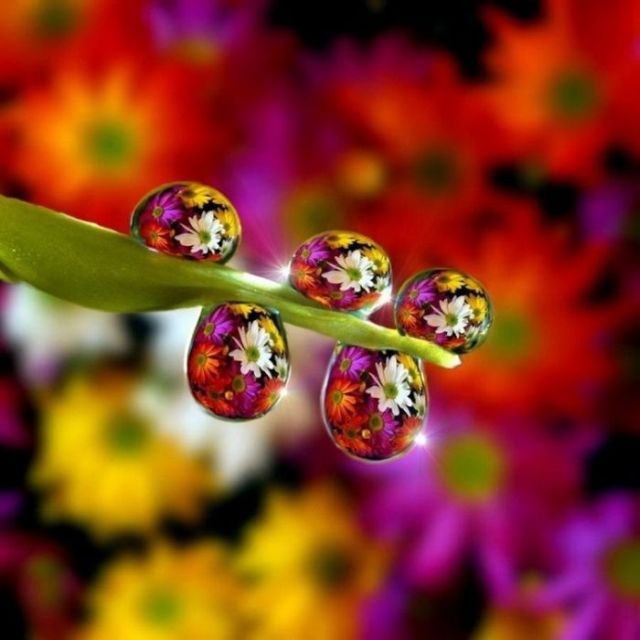 Great Macro Shots (39 pics)