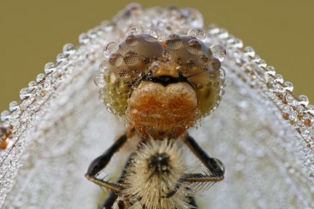 Great Macro Shots (39 pics)