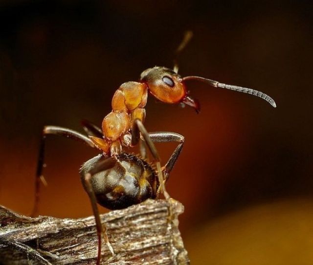 Great Macro Shots (39 pics)