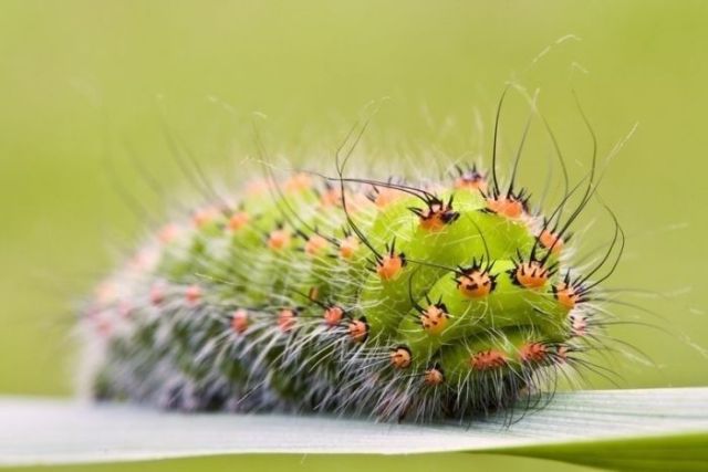 Great Macro Shots (39 pics)