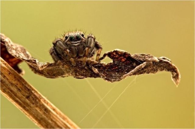 Great Macro Shots (39 pics)